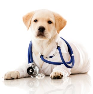Little dog as a vet wearing robe and stethoscope 