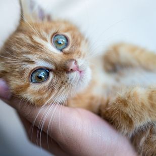 Portrait of kitty cat in hands