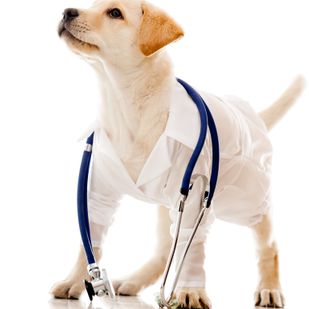 Puppy dog dressed as a vet - isolated over a white background